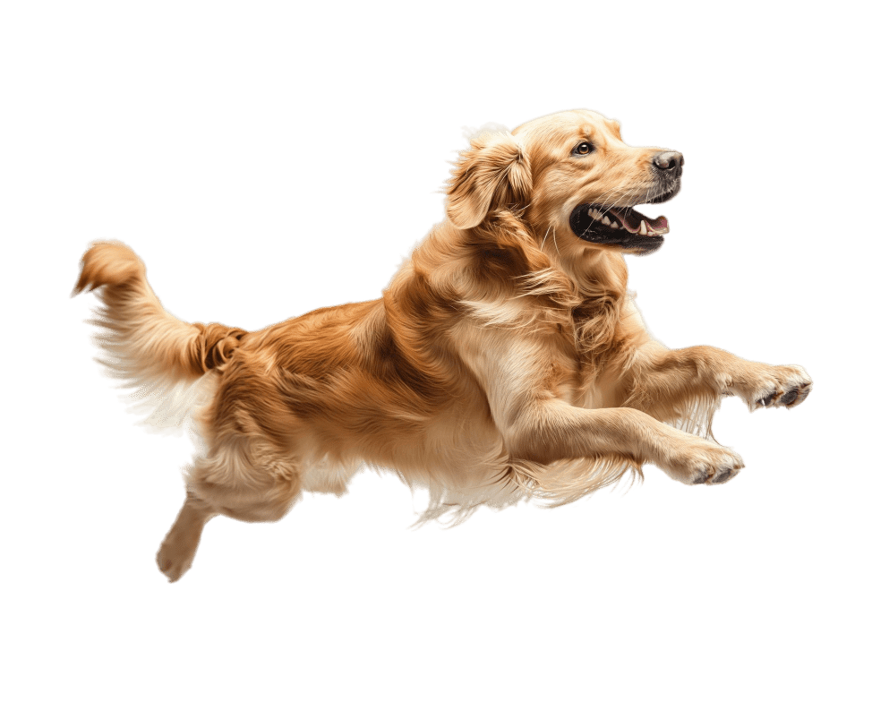 Happy dogs enjoying life